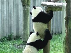 -卧龙中华大熊猫苑神树坪基地