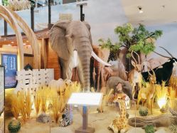 -卡通尼·Safari非洲探索乐园·生日会(金桥国际商业广场店)