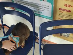 -瑞派福兴宠物医院犬猫全科·骨科·中西医结合(河东店)