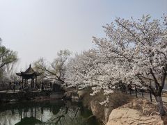 -樱花山风景区