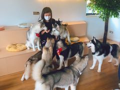 -Husky Go! 哈士奇体验馆·宠物咖啡厅狗咖