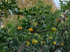 -前小桔亲子创意农场·草莓采摘·露营烧烤