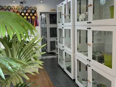 -青奢宠物·青奢猫舍