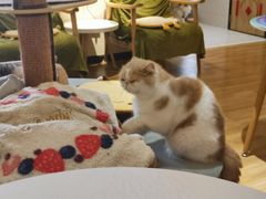 -滚猫咖啡·猫咖·猫友好撸猫(未来城店)