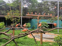 -深圳野生动物园