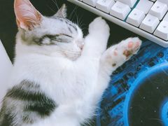 -猫大福·Fortune Cat猫舍(百子湾店)