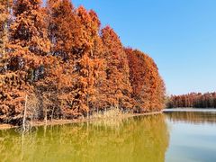 -上海海湾国家森林公园