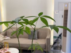 -MIDA蜜哒•科技逆龄美肤连锁