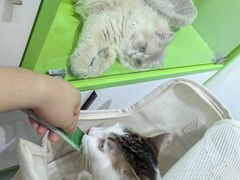 -唐小姐の猫狗洗护·购宠旗舰店(周浦万达店)