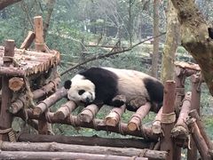 -成都大熊猫繁育研究基地
