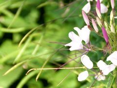 -白渔泡湿地公园