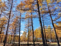 -塞罕坝国家级自然保护区