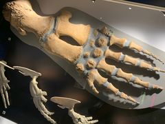 -正佳自然科学博物馆