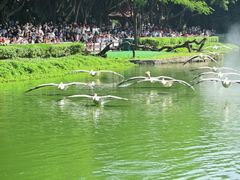 -广州长隆飞鸟乐园