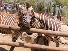 -大连森林动物园