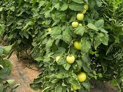 -庞各庄翠芳园西瓜蔬菜基地采摘园