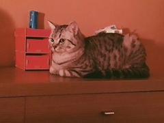 -爱宠屋pet shop·宠物洗澡·宠物美容