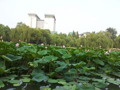 -紫竹院公园冰场