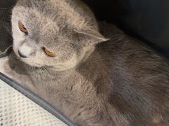 -PETKIT 小佩宠物·低压洗护·美容·寄养(安远店)