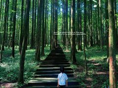 -武陵山森林公园
