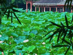 -龙头寺公园