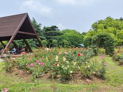 -上海滨江森林公园