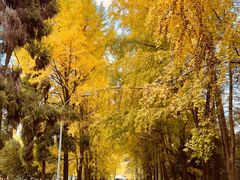 -四川大学(望江校区)