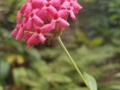 -九龙公园