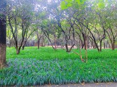 -杭州植物园