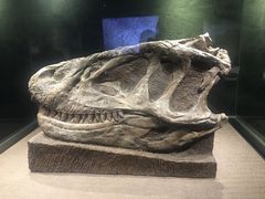 -自贡恐龙博物馆