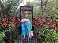 -呀诺达热带雨林