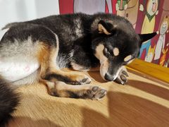 -南京Hallo宠物乐园·哈罗犬舍·柴犬繁育基地