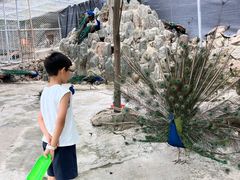 -王顺山国家森林公园
