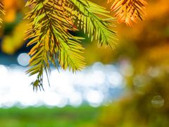 -羊亭河湿地公园