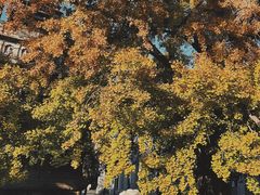 -北京石刻艺术博物馆(五塔寺)