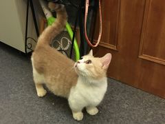 -猫色咖啡·猫咖