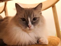 -滚猫咖啡·猫咖·猫友好撸猫(未来城店)