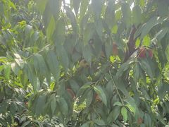 -老袁家蜜桃农场·阳山水蜜桃