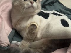 -欣宠猫屋·矮脚拿破仑·蓝金金渐层