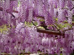 -嘉定紫藤园