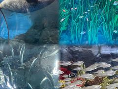 -上海海洋水族馆