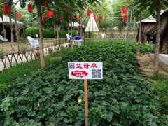 iphone_upload_pic-草根堂农场