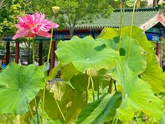 -莲花池公园