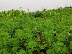 -白鹭湾湿地公园