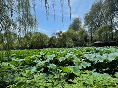 -溱湖国家湿地公园