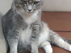 -MOCHA明星猫咖(田子坊店)