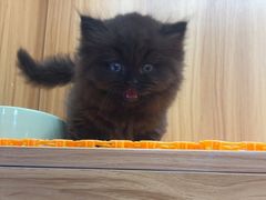 -欣宠猫屋·矮脚拿破仑·蓝金金渐层