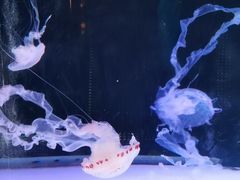 -左海海底世界