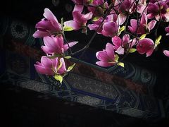 -颐和园