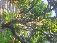 android_upload_pic-杨桃公园